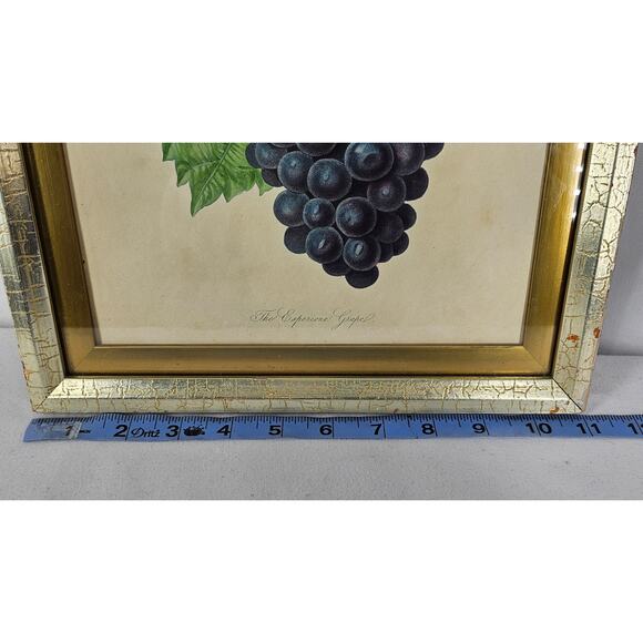 ESPERIONE GRAPE HORT. TRANS. VOL. 3 & PT II VINTAGE LITHOGRAPH FRAMED 8.5" x 11" - Picture 6 of 7